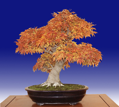 راهنمای نگهداری و پرورش گل و گیاهان زینتی - افرا پالماتوم شیشیگاشیرا (بونسای)